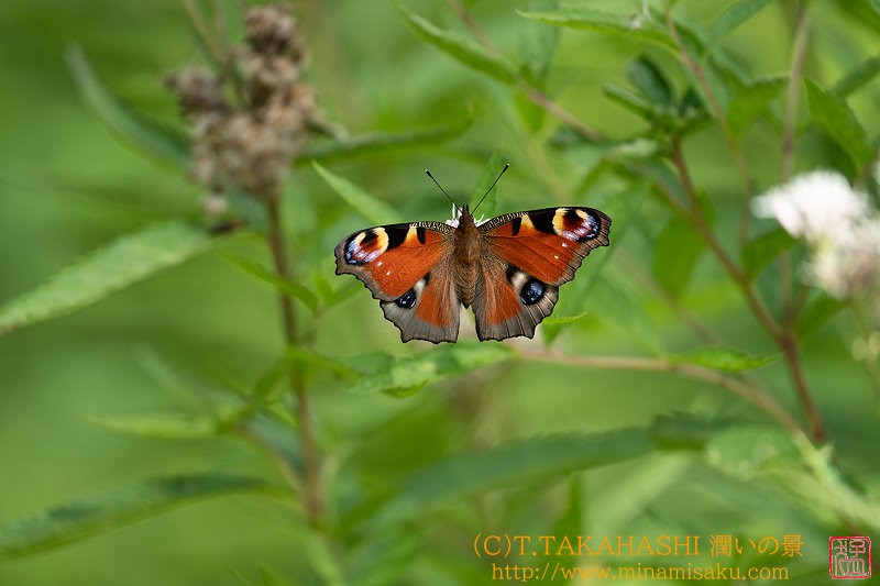 ../Images/7R240810 (148).jpg